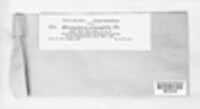 Erysiphe erineophila image